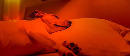Red Light Therapy and Animals - A Great Treatment Option For Dogs - Rouge Care
